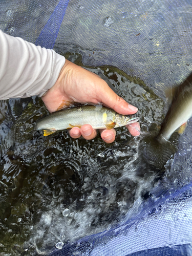 アユの釣果