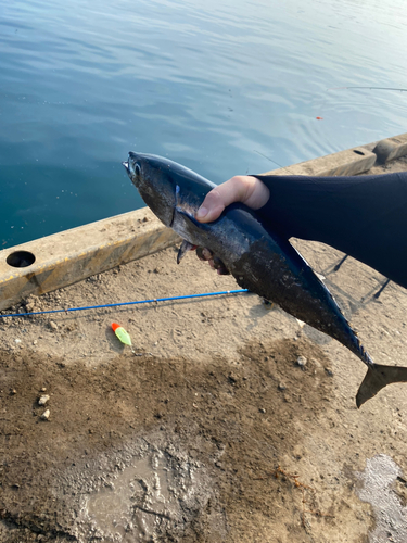 マルソウダの釣果