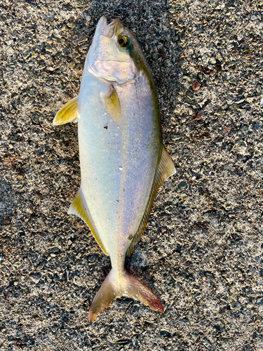 カンパチの釣果