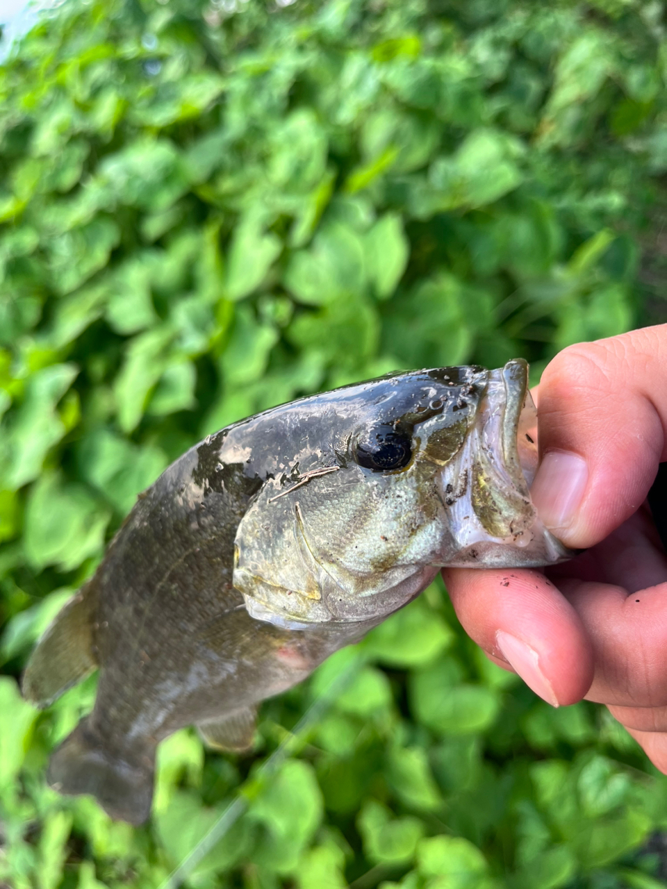 スモールマウスバス