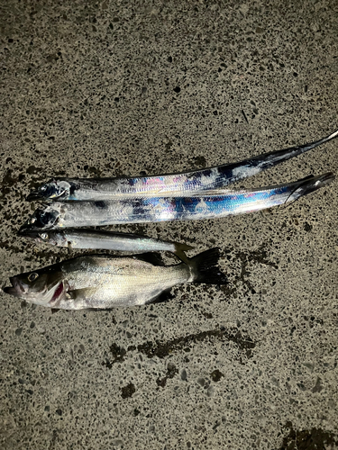 タチウオの釣果