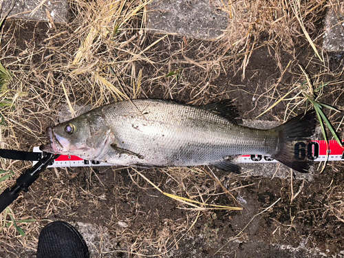 ヒラスズキの釣果