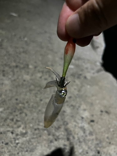 ヒイカの釣果