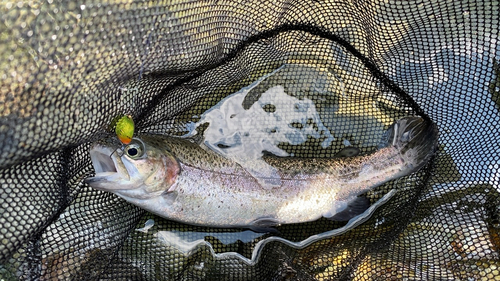 ニジマスの釣果