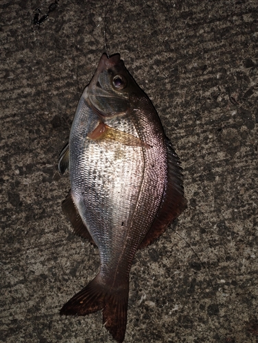 ウミタナゴの釣果