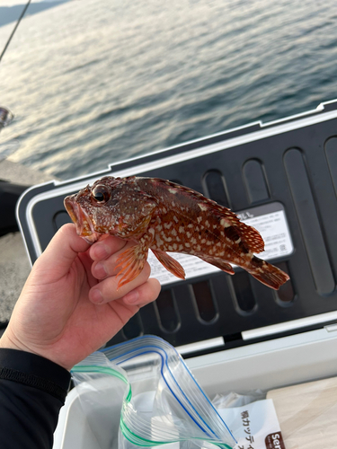 カサゴの釣果