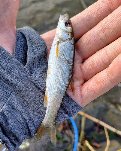 ウグイの釣果