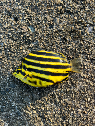 カゴカキダイの釣果