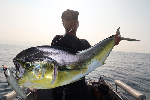 シイラの釣果