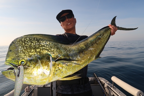 シイラの釣果