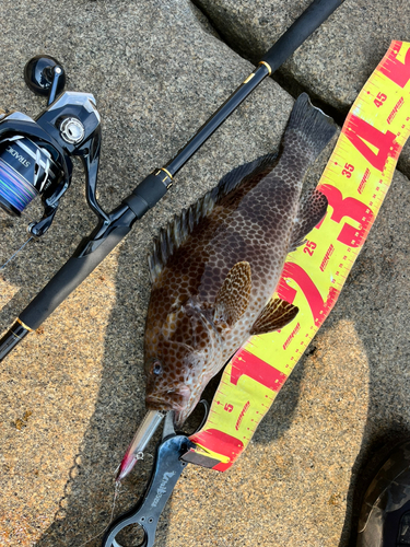 オオモンハタの釣果