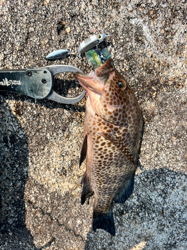 オオモンハタの釣果