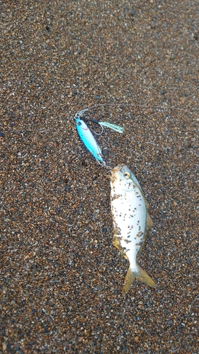 ショゴの釣果