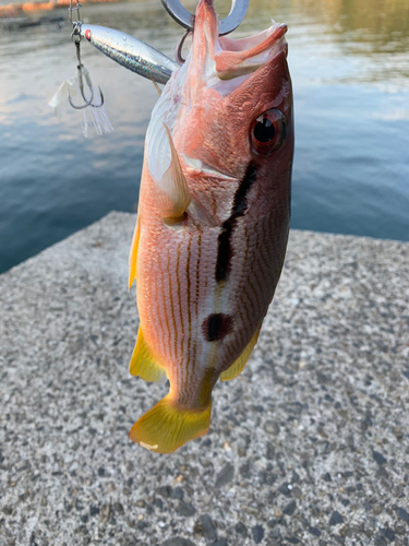 ヨコスジフエダイの釣果