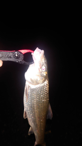 ニゴイの釣果