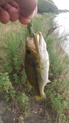 ラージマウスバスの釣果