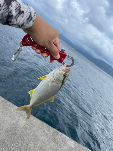 シオの釣果