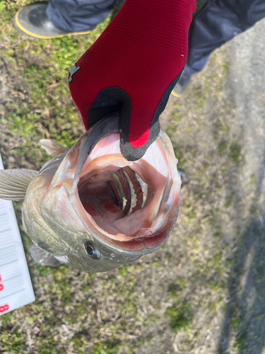 ブラックバスの釣果