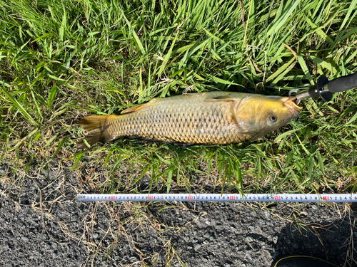 コイの釣果