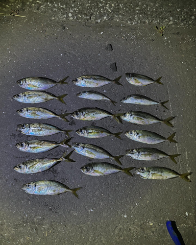 マアジの釣果