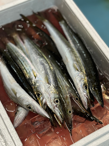 カマスの釣果