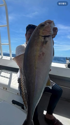 カンパチの釣果