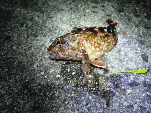 カサゴの釣果