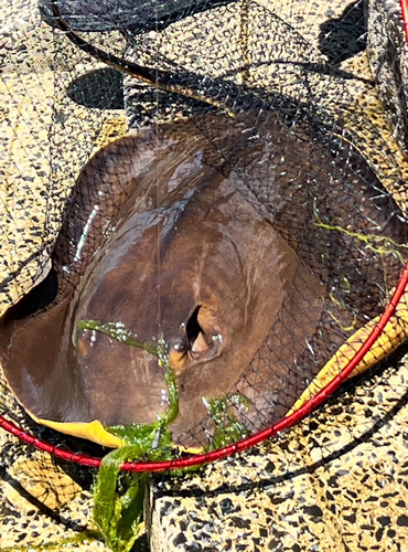 アカエイの釣果