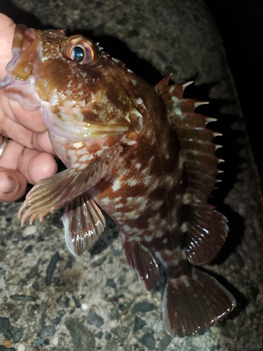 ガシラの釣果