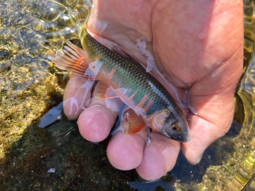 オイカワの釣果