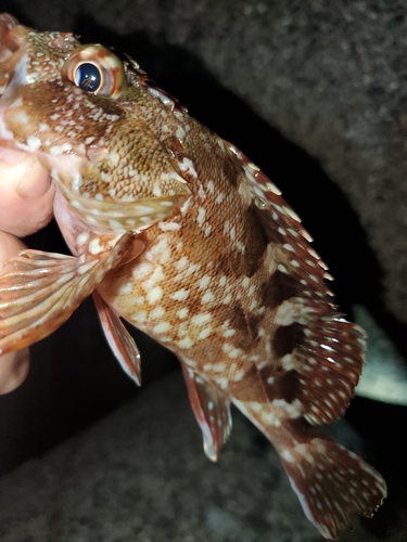 ガシラの釣果