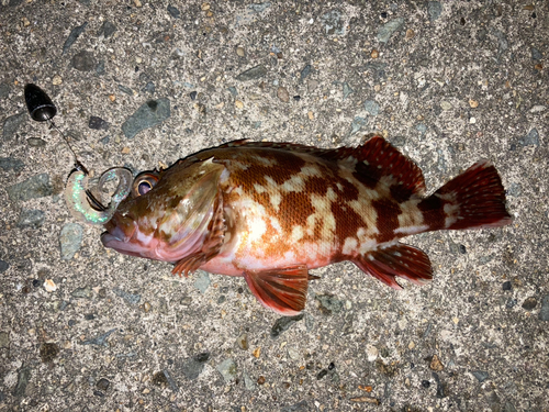 カサゴの釣果