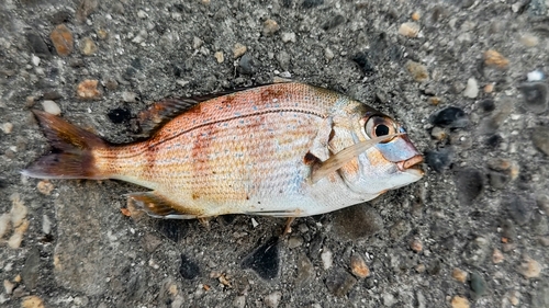 マダイの釣果