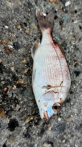 マダイの釣果