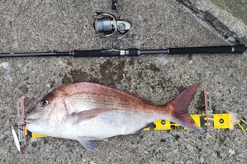 マダイの釣果