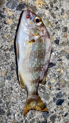 マダイの釣果