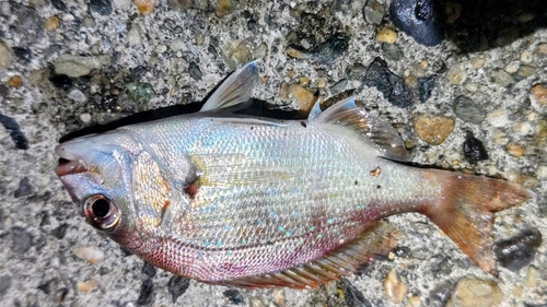 マダイの釣果