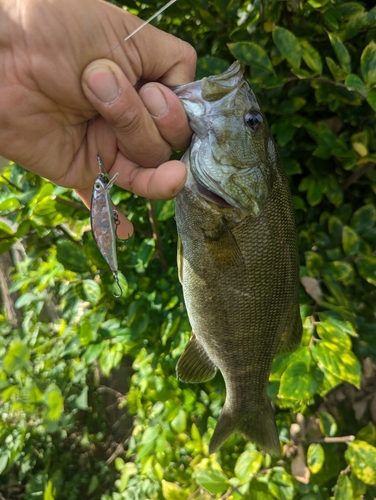 スモールマウスバスの釣果