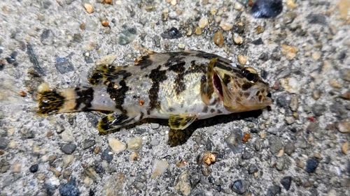 タケノコメバルの釣果