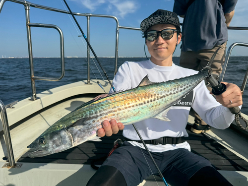 サワラの釣果