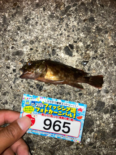 カサゴの釣果