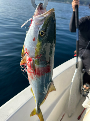 ワラサの釣果