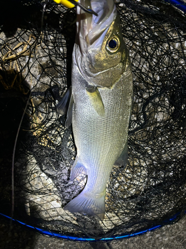 フッコ（ヒラスズキ）の釣果