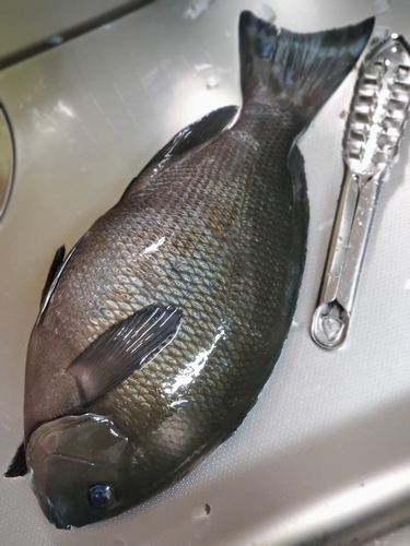 メジナの釣果