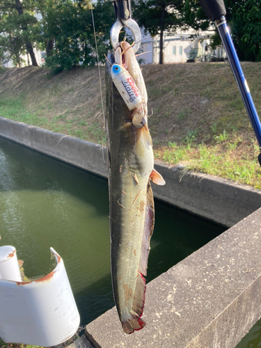 ナマズの釣果