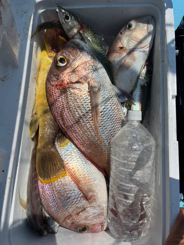 シロアマダイの釣果