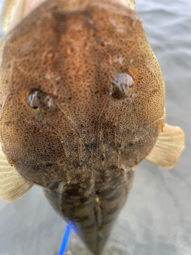 マゴチの釣果