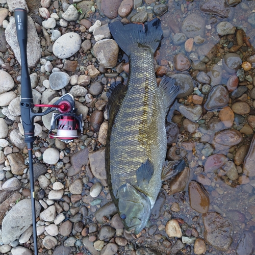 スモールマウスバスの釣果