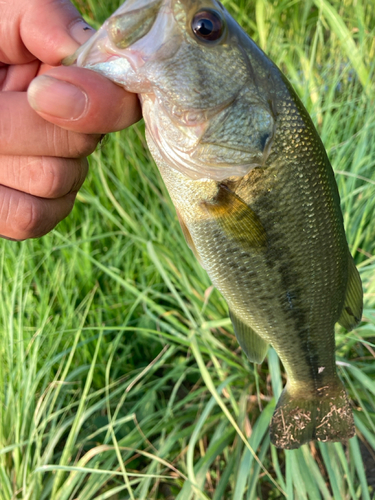 ラージマウスバスの釣果