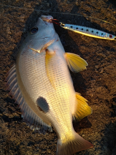 クロホシフエダイの釣果